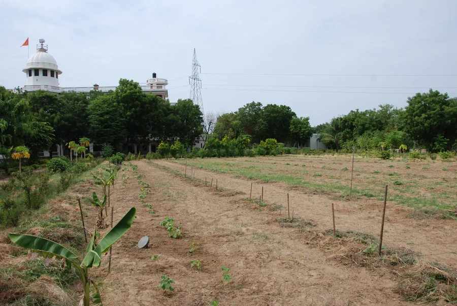 ex lawn area planted up with cowpeas and pumpkins 1200